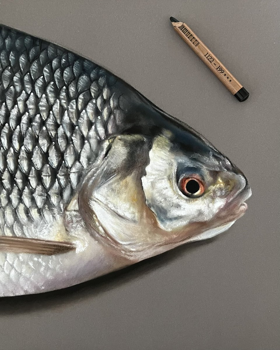 Roach done. Pastel pencil and soft pastel on pastelmat. Have a great week everyone 🙂. #art #artist #hyperrealism #realismart #realismartist #realistic #drawing #draw #paint #wildlife #sketches #sketchart #fishing #funart #artdoodle #doodledrawing #doodleskstch #drawings