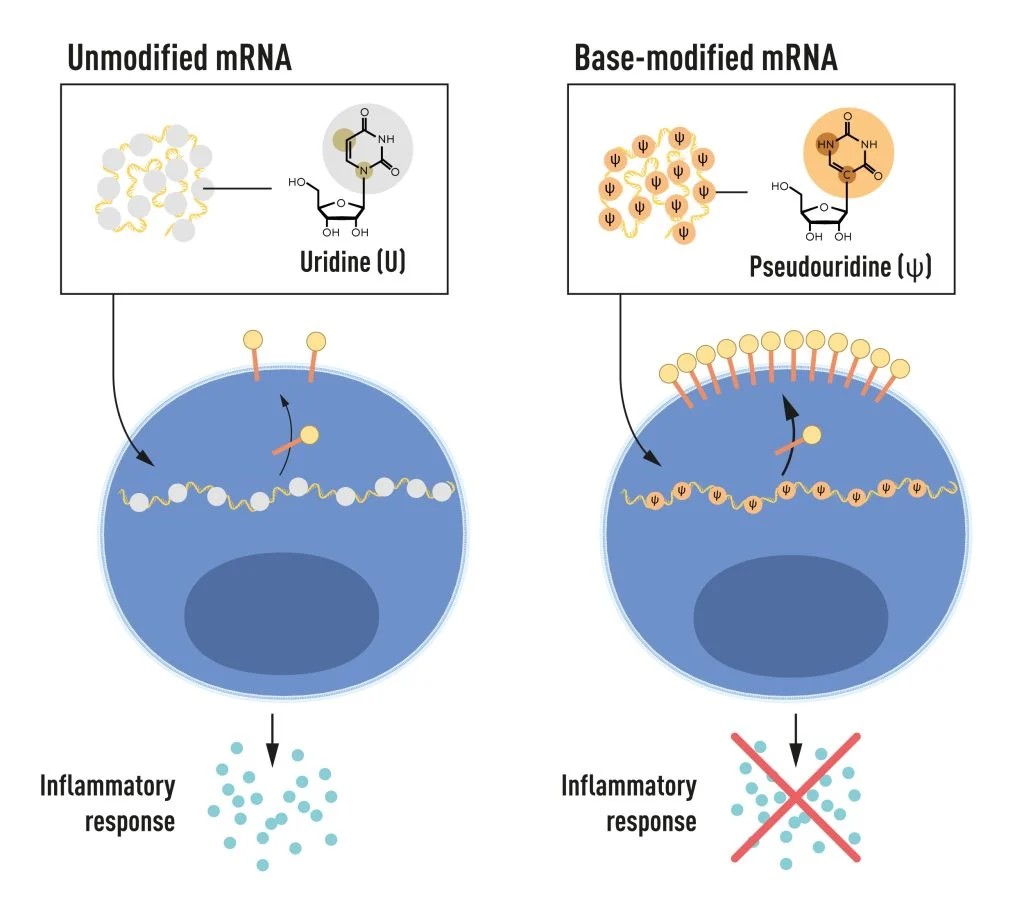 2023 Nobel Prize in Physiology or Medicine awarded jointly to
Katalin Karikó and Drew Weissman, for discovering nucleobase modifications that led to development of mRNA vaccine against COVID-19.
nobelprize.org/prizes/medicin…