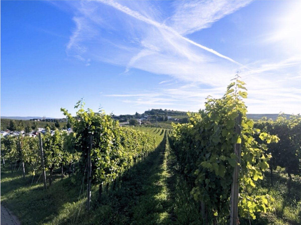 IPEX a.s. tweet media