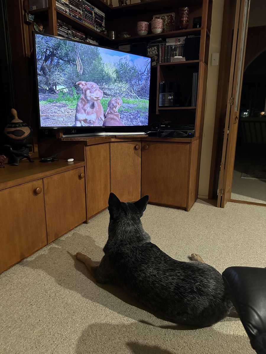 It never gets old for him. Replaying his favourite show “Muster Dogs” on @ABCTV #abciview. Chewie gets right into every dog, sheep and cow movement and noise.