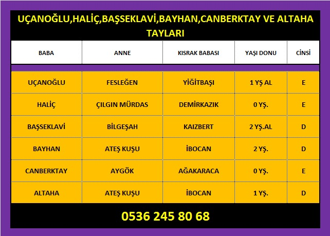 MetinMfg's tweet photo. https://t.co/j0wbwE7vpt #Altaha,#Uçanoğlu,#Haliç,#Başseklavi,#Bayhan,#Canberktay tayları #SatilikTaylar,#SatilikGebeKisraklar,#horse #breeding #farm #farmlife #mareandfoal #ArabianHorses
#Thoroughbreds
#yearling #stallion #stud
📞05362458068 https://t.co/II9sDkfgI1 https://t.co/h9difL76qo