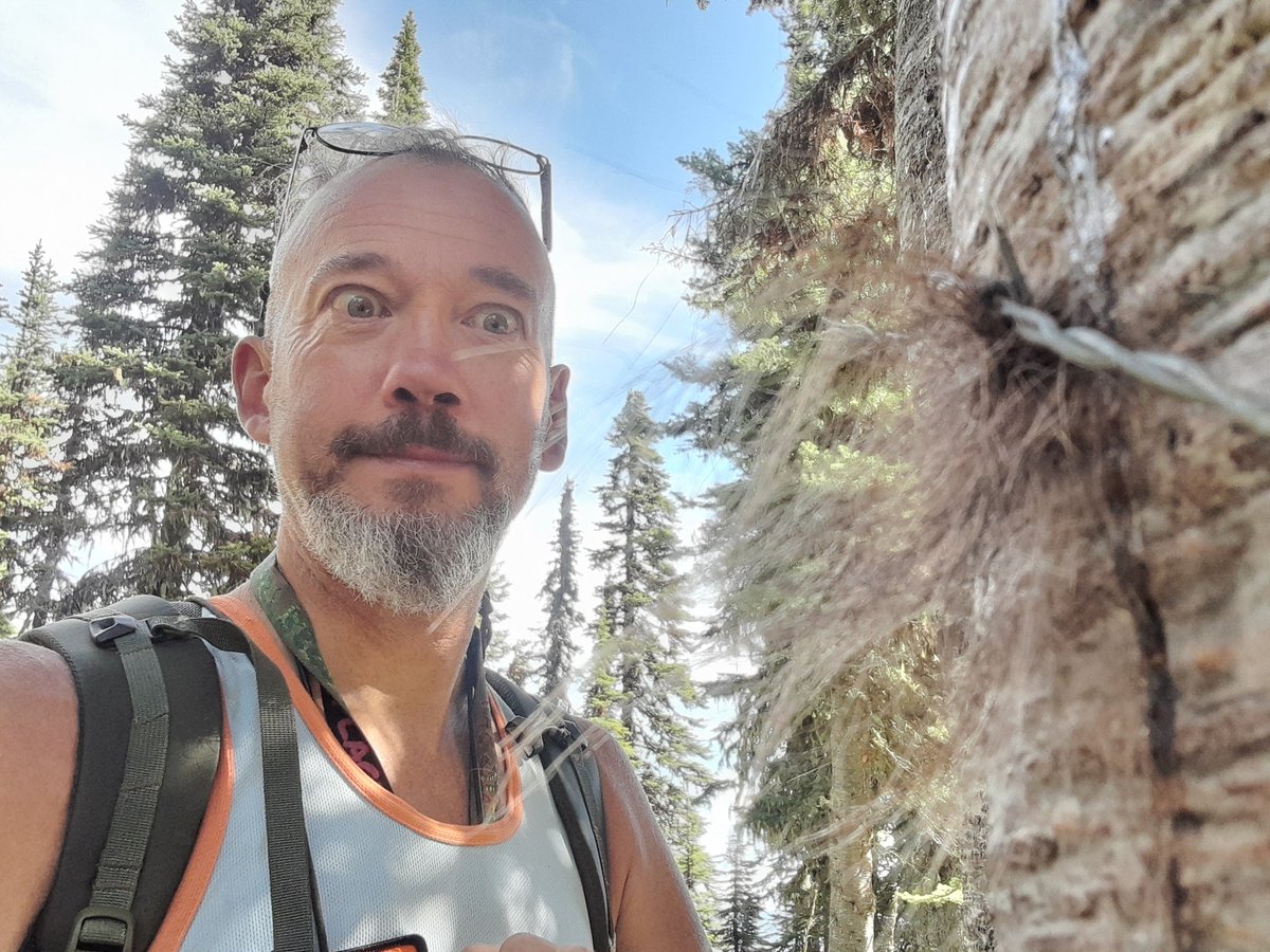 CarlosBedson's tweet image. Just finished 5 months grizzly bear hair dna capture field season #cabinetmountains Cabinet-Yaak Ecosystem MT USA. Collating stats &amp;amp; stories this autumn +   35GB trailcam photos of bears, wolves, cougars, marten, coyote, wolverine, owl &amp;amp; snowshoe hares