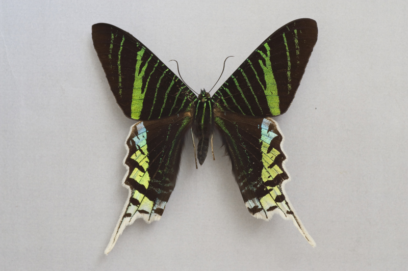 MNCN Colecciones tweet media