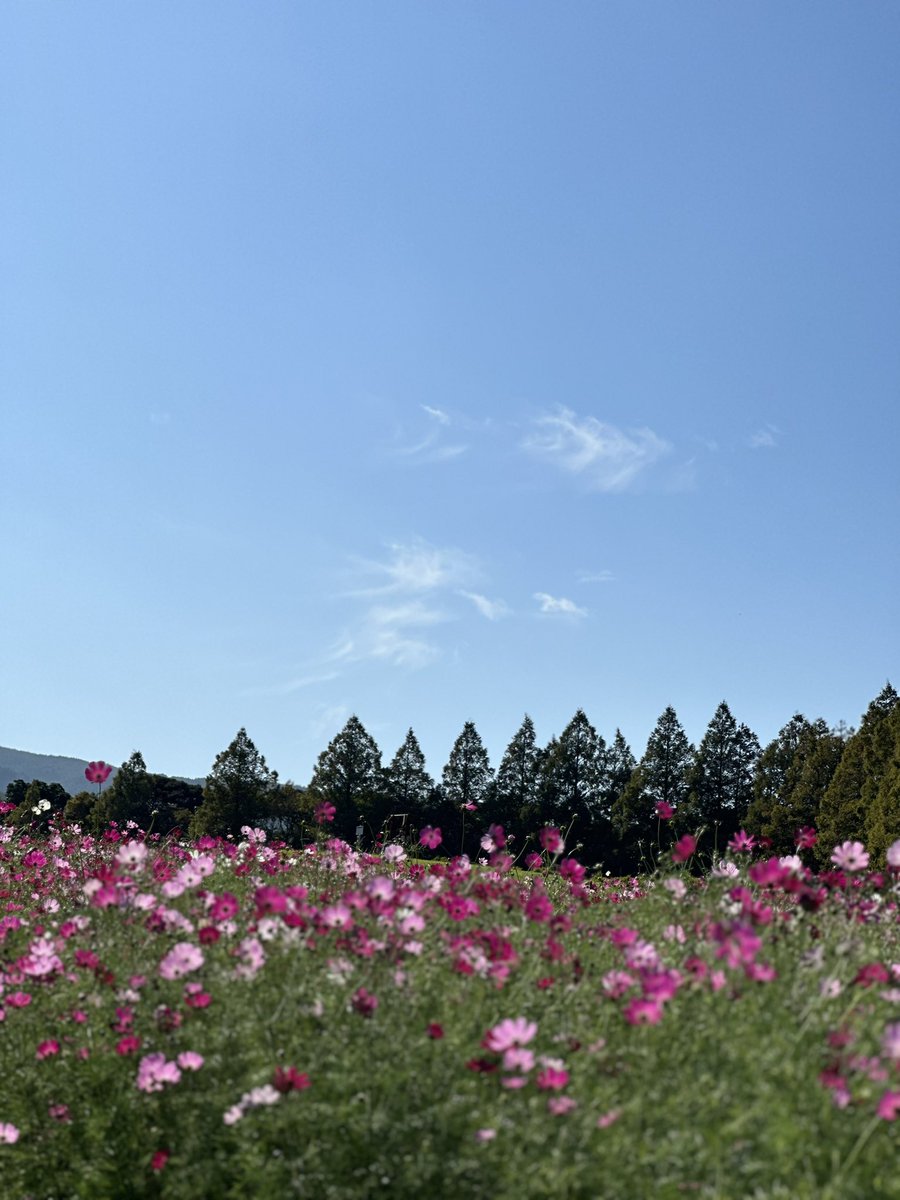 tomo_k2008's tweet photo. 生駒高原行ってきたー

コスモス♡ https://t.co/QRf8e8w4vT