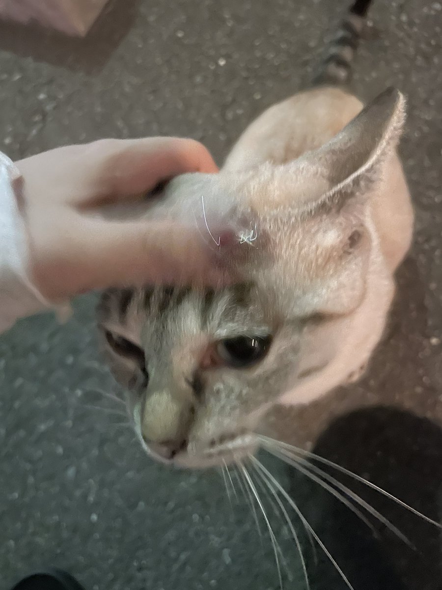 litten_meke's tweet photo. 可愛い子いた〜めちゃくちゃなつこいかわいいね https://t.co/cfIGii3b6D