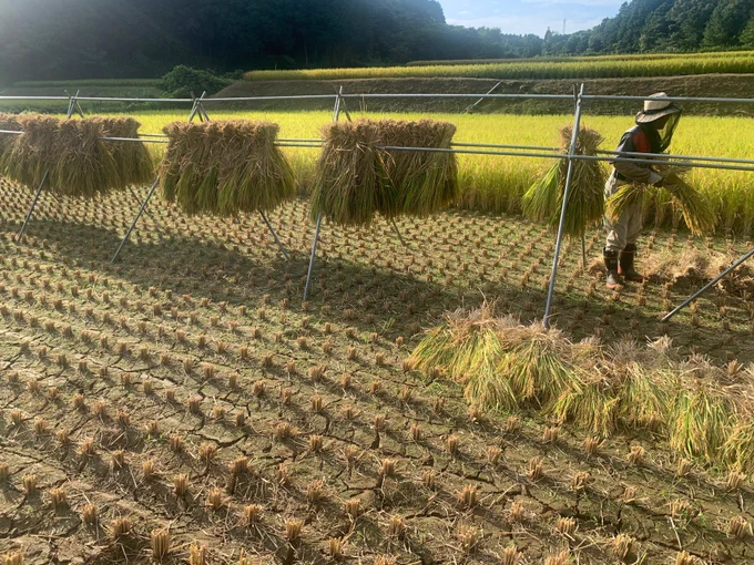 【ご案内】 自宅の火災被害から立ち直るため、親戚と作っているお米の通販を行っております。品種はヒノヒカリで天日干ししたものになります。少しずつ復旧に向かっております、引き続き応援いただけると大変嬉しいですよろしくお願いいたします ⠀ 【詳細・お申込】 