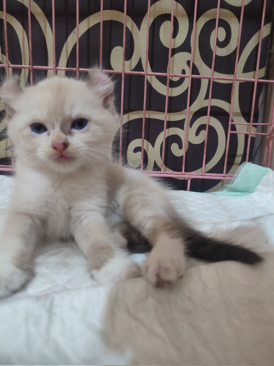 reflot's tweet photo. lepas adopt kitten 
ragdol x munchkin kinkalow

calico munchkin top standar
american curly

dm for price 

dom jakut

#wts #lepasadopt #munckin  #kucing #kitten #americancurl https://t.co/7fKxo9u3bT