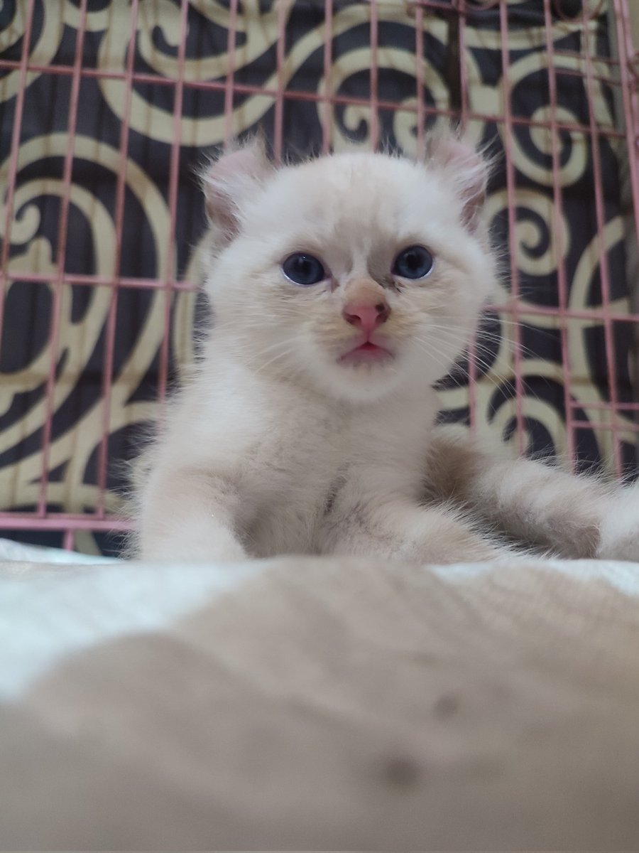 reflot's tweet photo. lepas adopt kitten 
ragdol x munchkin kinkalow

calico munchkin top standar
american curly

dm for price 

dom jakut

#wts #lepasadopt #munckin  #kucing #kitten #americancurl https://t.co/7fKxo9u3bT