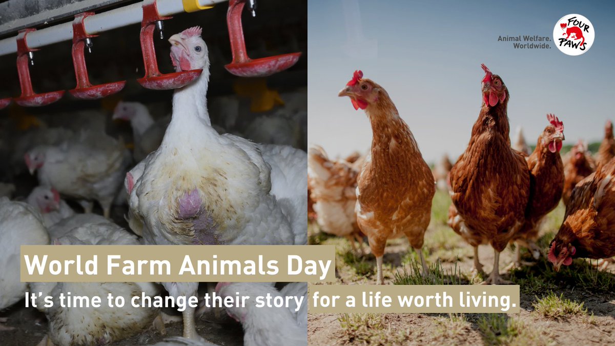 🗓️On today's #WorldFarmAnimalsDay we want to raise awareness on the contrasting conditions and experiences of farm animals here in the EU. 

⏰It's time to change their story. #DoBetterForAnimals #EU4AnimalWelfare