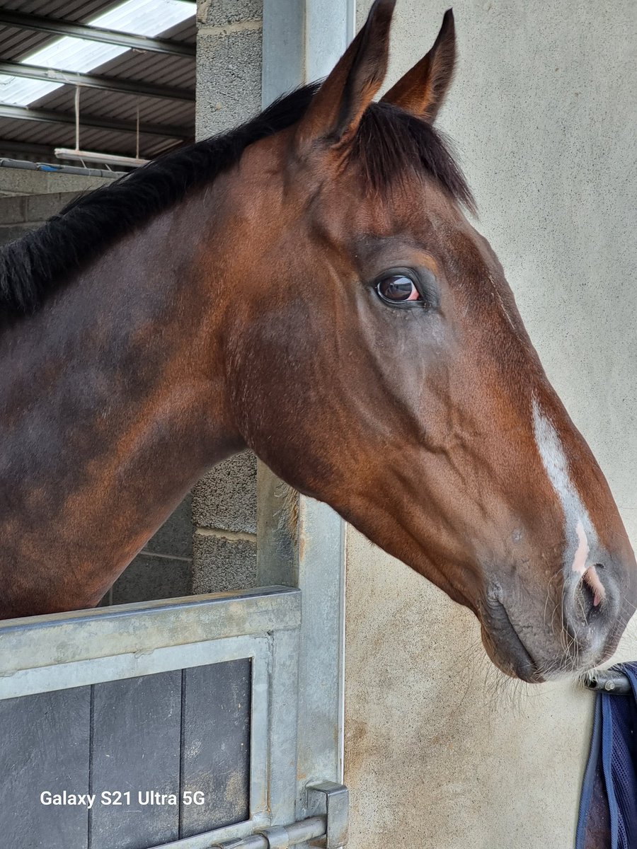 LorusProjects's tweet image. The two side profiles of Atacanter with his unusual Snip marking on his face. Hopefully, he will get this distinctive head over the line at Fairyhouse later today!! Good Luck my beauty.