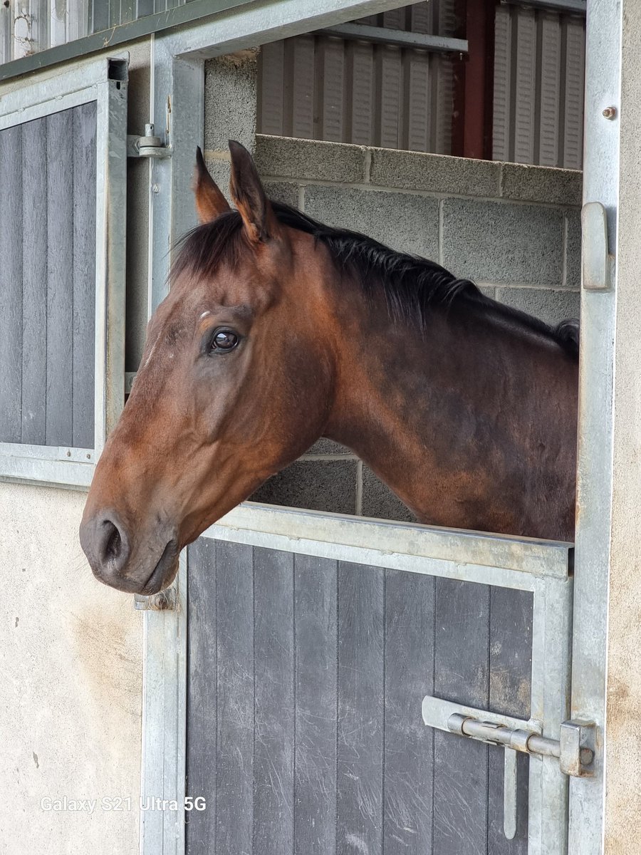 LorusProjects's tweet image. The two side profiles of Atacanter with his unusual Snip marking on his face. Hopefully, he will get this distinctive head over the line at Fairyhouse later today!! Good Luck my beauty.