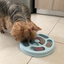 UdiconStore's tweet image. The Interactive Dog Puzzle Toy is an interactive tool designed to make mealtime more engaging for your pet. 
Shop online @ udicon.store
#SmallBusiness 
#udicon
#dogpuzzletoy
#onlinebusiness
#businesscheck
#onlinestoreusa
#fastshipping