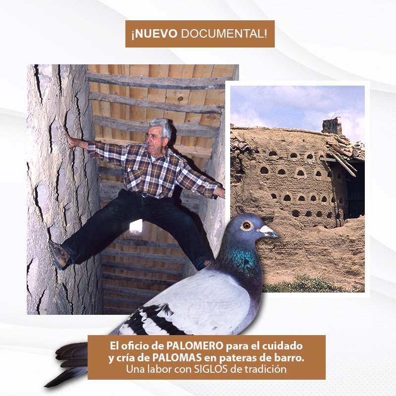 EugenioMonesma's tweet photo. 🔴🎥 ESTRENO | El oficio de #PALOMERO para la cría de #palomas y #pichones en pateras de barro. Una labor con siglos de #tradición. #OficiosPerdidos
🕣 HOY a las 20:30h en mi canal de #Youtube: https://t.co/4wT6MW2xvU
⏲️ Duración: 9 minutos
¡Espero que os guste! 😀 https://t.co/5Mmvt7jnrp