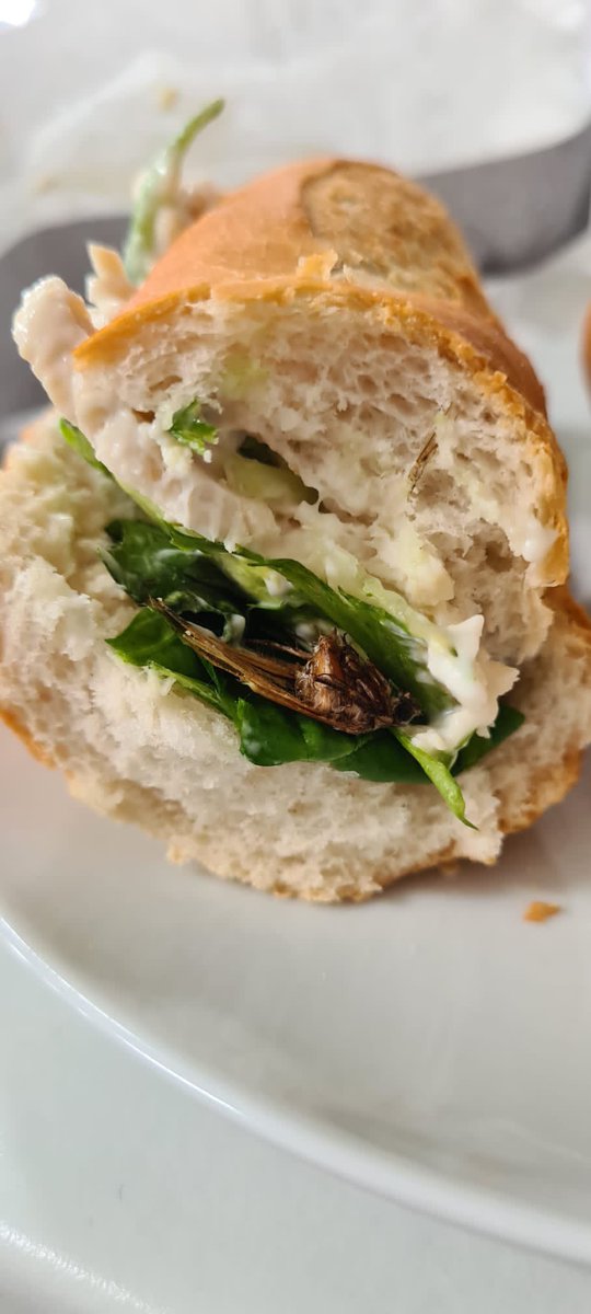 baggie_ben's tweet photo. @GreggsOfficial - bought a chicken mayo baguette over the weekend. Dead moth wasn’t mentioned in the ingredients. Can you please let me know what you intend to do about it? Had a very distressed partner and child!! #greggs #Food https://t.co/ngMAlTLFfP