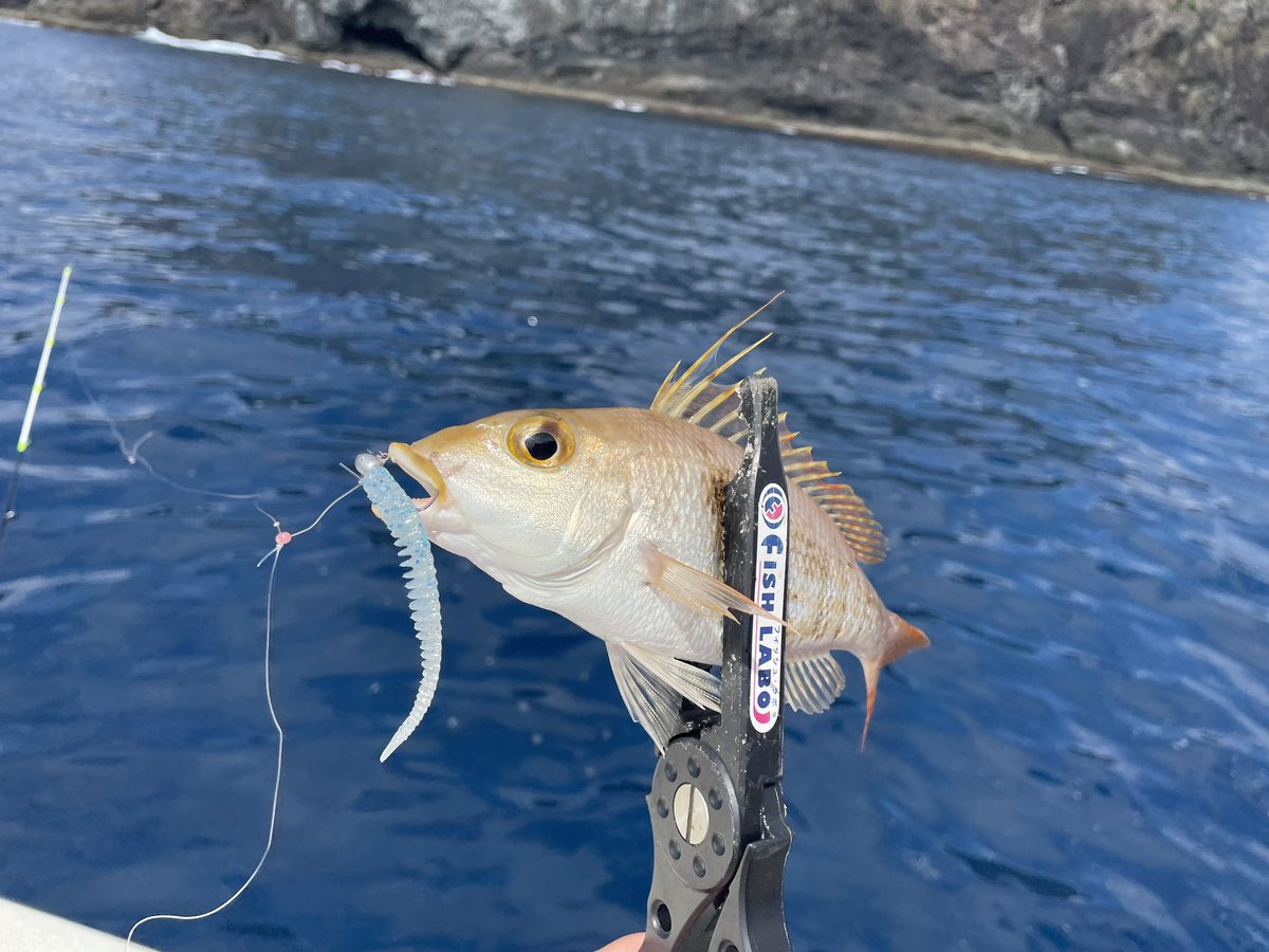 FISHLABO_STAFF's tweet photo. どうも!橋本です!
週末はバチコンへ行って参りました🔥
狙いのアジは釣れずでしたが、魚種多彩に釣れました!
やはり沖に出てバチコンアジングともなれば、魚のサイズが上がるので #Riverch 3.2㌅が好反応でした‼️
#FISHLABO
#釣り好きな人と繋がりたい
#釣り
#アジング
#バチコンアジング https://t.co/Lc5HuJTqBS