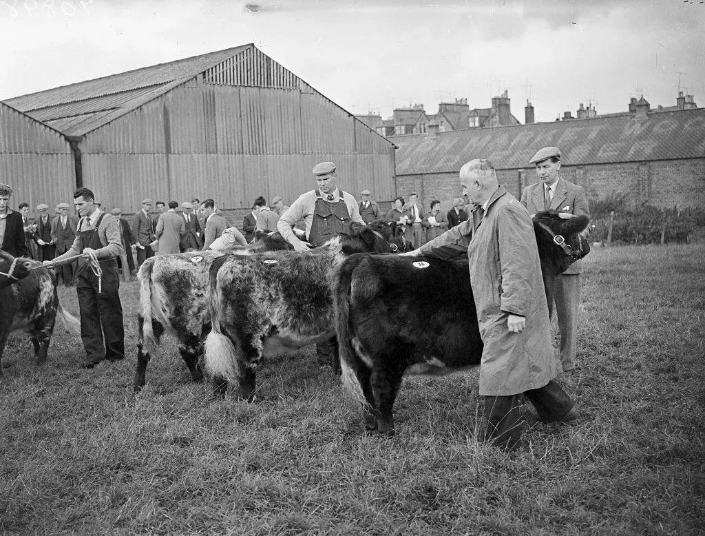 On #FarmAnimalsDay, we're looking back at this 1961 photograph of cattle taken at the MacDonald Fraser & Co Ltd Auction Market on Glasgow Road in Perth, courtesy of the #PerthArtGallery's collection. 🐄 

📸 Ref: 2019.C70898

#ExploreYourArchive