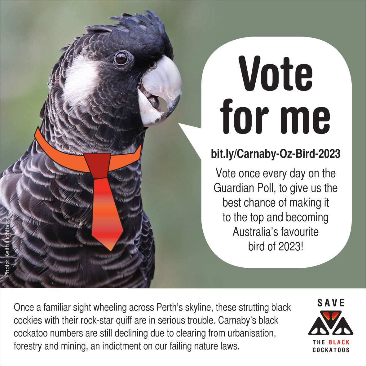 savecockatoos's tweet photo. Keep the Carnaby's black cockatoo in the running as Australia's favourite bird of 2023. Great opportunity to increase awareness of the plight of our black cockatoos: https://t.co/la3DeyDtg7
#birds #wildoz https://t.co/USwW2moZHQ