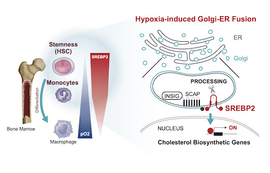 #Hypoxia activates SREBP2 through Golgi disassembly in bone marrow-derived #monocytes
Tsuyoshi Osawa et al show that  low oxygen induces activation of #SREBP2 via #Golgi-ER fusion, causing lipid biosynthesis, myeloid cell infiltration, &amp; #tumorigenesis
embopress.org/doi/full/10.15…