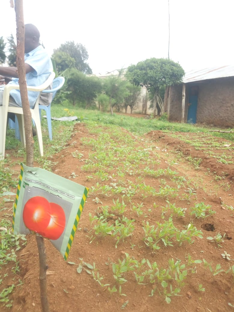 EPTFnavigators's tweet photo. 2 October 2023 : Ongoing training on Farmer Field Schools Approach, agro- ecologial analysis and nursery bed management for a group of young people in Kapkures area,Moiben. Nurseries prepared earlier have already germinated. https://t.co/fHToEpfpQg