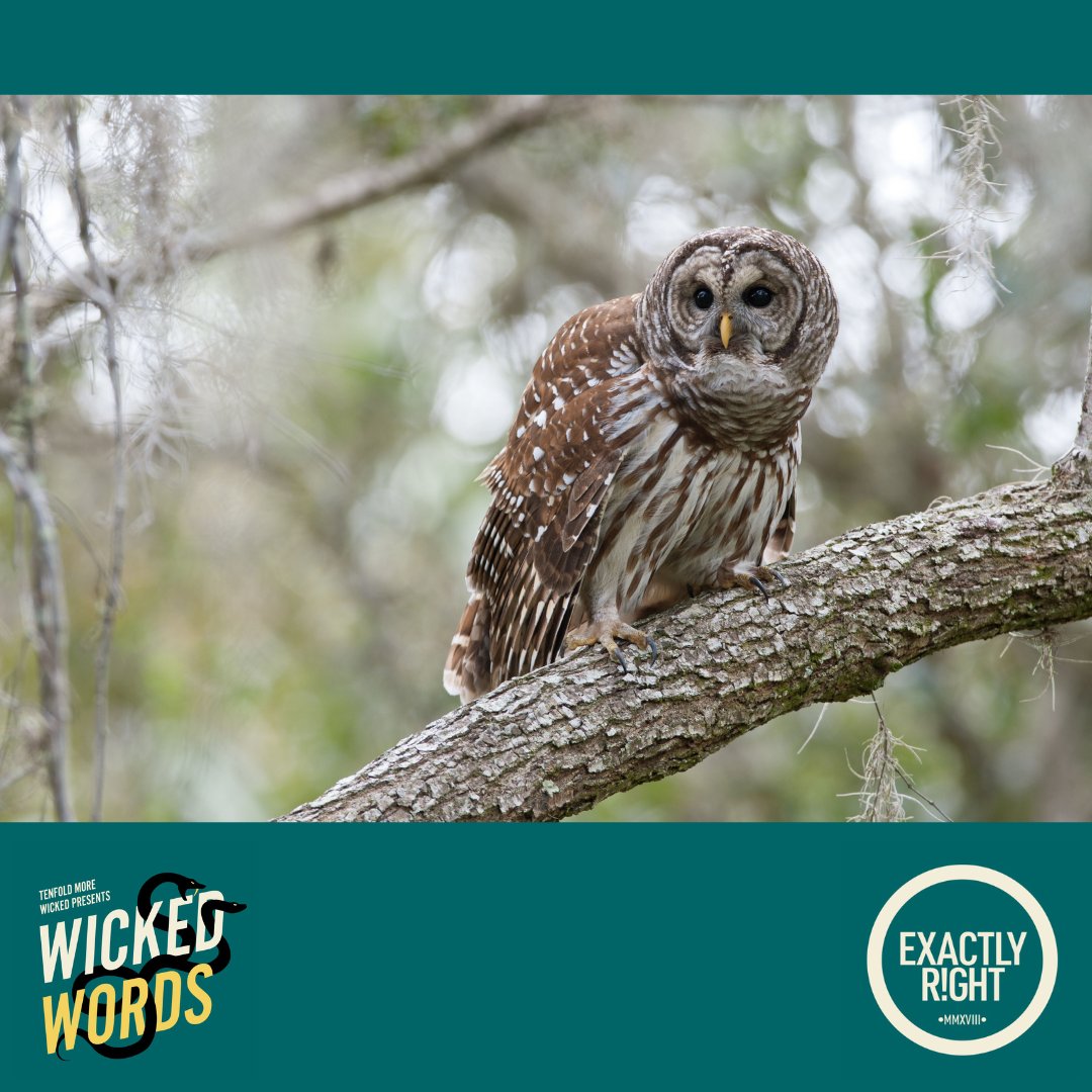 tenfoldmore's tweet photo. This week on @tenfoldmore Presents: Wicked Words on @exactlyright, the case of Kathleen Peterson has been covered extensively. But Tiddy Smith digs deep into the controversial theory that has been a focus of the case…the owl theory. 

(Barred Owl; William Leaman - Alamy) https://t.co/OfoB8LA5RK
