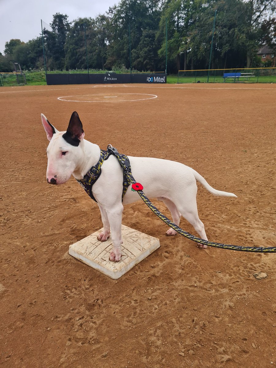 bulletcfc's tweet photo. Frank wanting to pitch ⚾️
#englishbullterrier #Frank #frankthetank #bully #bullybillows #BaseBall #bullterrier #superfrank https://t.co/G2qXgjPayk