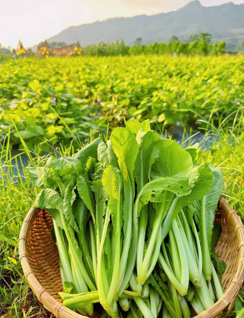菜园里你可以发挥想象