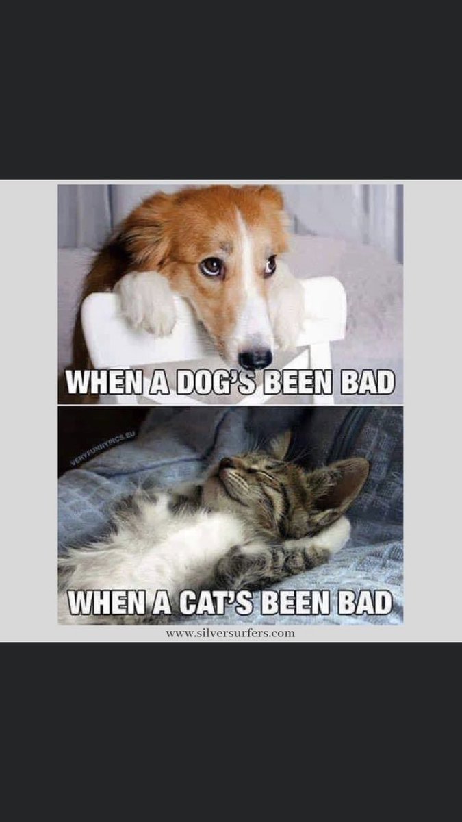 TheMSKittylady's tweet photo. I love this #CatsVDogs https://t.co/pIVvooVAng