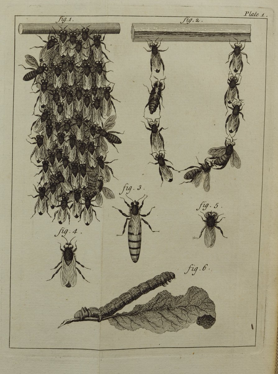 For #GreenLibrariesWeek, this is a page from 'The Natural History of Bees' by René Antoine Ferchault de Réaumur.

This book is from our library collection and was hailed as the first truly scientific study of the natural history of bees.