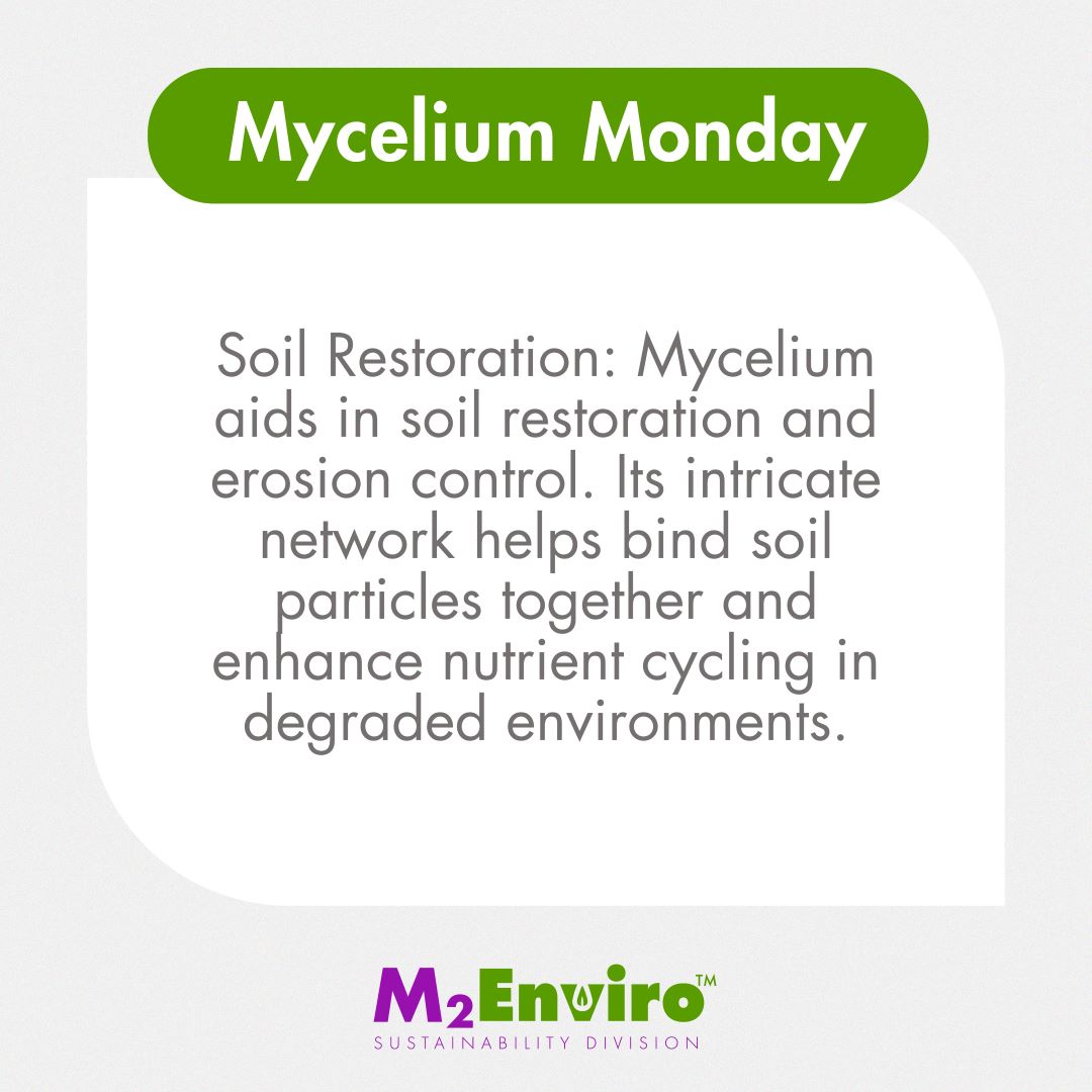 @X It is Mycelium Monday once again! Today's post is about soil restoration! 🌱 $MRES  
#soilrestoration #environment #mycelium #research #science
