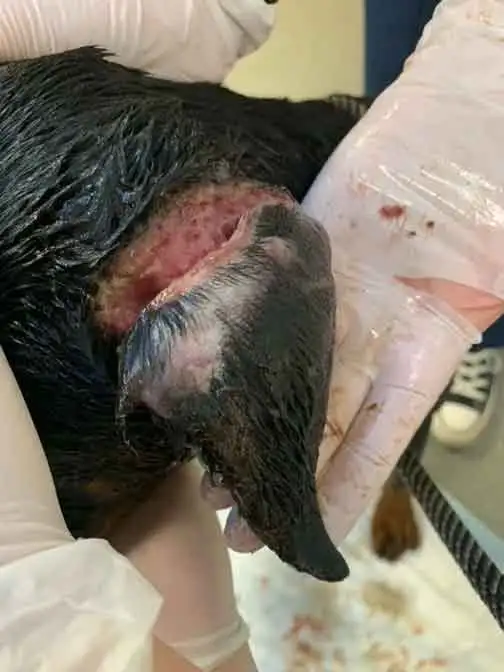 AdoptionsUk's tweet photo. WARNING DISTRESSING IMAGE🌟: Ali Raza Nazam #SALTLEY #BIRMINGHAM #UK
FOUND GUILTY OF ANIMAL CRUELTY Sept 2023.
A terrified Doberman puppy named Georgia was found with her ears hanging off, a docked tail and claws removed, just 5 weeks after she had been imported from Hungary.
Both ears had to them be removed by the vet as they were so infected. He received a 12 week suspended sentence, had to pay £3000 in costs, 200 hours of unpaid work, 20 rehabilitation activity days and a ban for life. The RSPCA have re homed Georgia.
DETAILS 👇 https://t.co/C03qAK1afA………
#dogs #XLBully #Doberman #puppies #earcropping @RishiSunak @Conservatives @UKLabour @SuellaBraverman