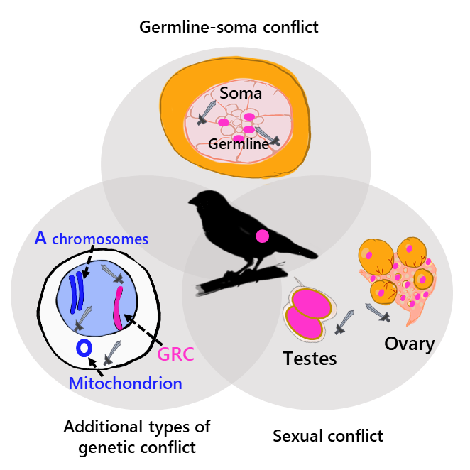 Leibniz_LIB's tweet photo. All songbirds have an extra chromosome that is solely present in their germline, the so called germline-restricted chromosome (GRC). 👉Check out our review what is known of the GRC’s evolutionary history: https://t.co/hsodjIKllL #molecularbiodiversity #geneticconflicts https://t.co/y3JJRAQuYh