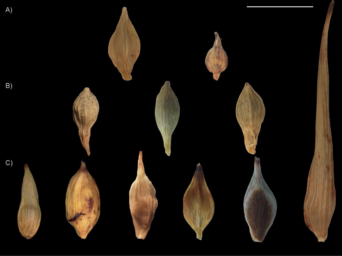 PhytoKeys's tweet image. 🔍Researchers explore the systematic affinities of two enigmatic, odd-looking Neotropical #Carex species, only known from their type collections, using morphometric geometrics. 

🔗doi.org/10.3897/phytok… 

#sedges