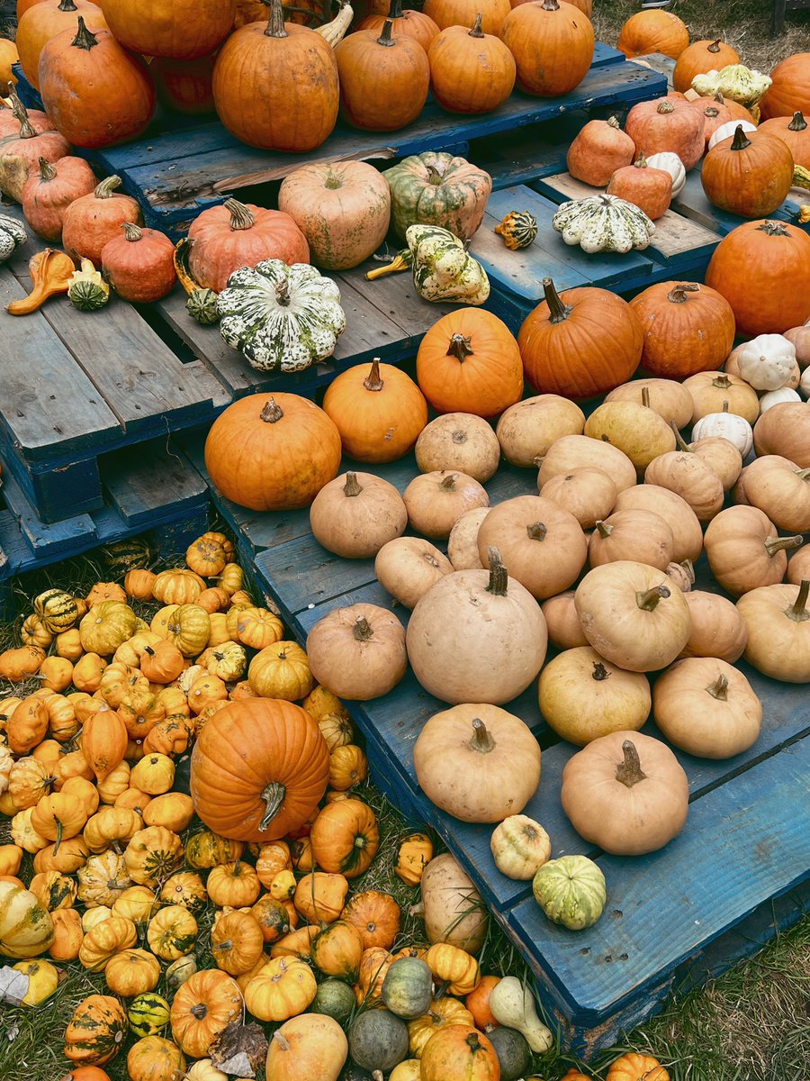 mariaec9's tweet photo. ✨festival de calabazas✨
🍁🍁🍂🍂🧡🧡🤌🏻🤌🏻😍😍 https://t.co/UULIQMt4bN