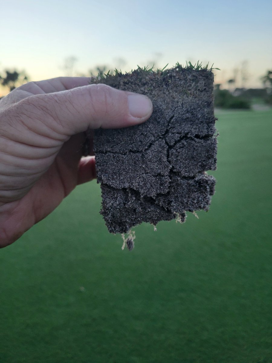Rahzturf's tweet photo. 51 days after planting. 58 days until opening. Feeling good! #GCSAA #SupeLife https://t.co/z3igu87LEo