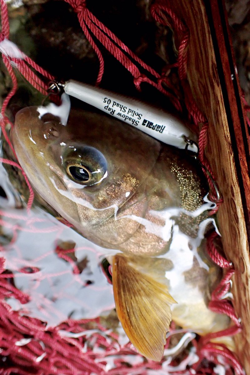 8DDPLPd09dGG31k's tweet photo. 28日の岩魚ちゃん^_^
#RAPALA
#ラパラ
#ラパラジャパン
#SHADOW_RAP_SOLID_SHAD
#SHADOW_RAP_SOLID_SHAD5
#シャドウラップソリッドシャッド
#シャドウラップソリッドシャッド5
#SDRSS5
#RAPLINEPE
#ラッププレミアムショックリーダー
#岩魚
#ラパラ好きと繋がりたい https://t.co/uSBmBvHnKV