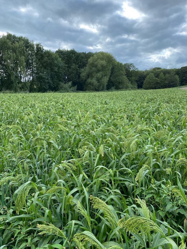 Pheasant &amp; Finch looking good under cloudy skies in Shropshire! 👌🌱👌🌱