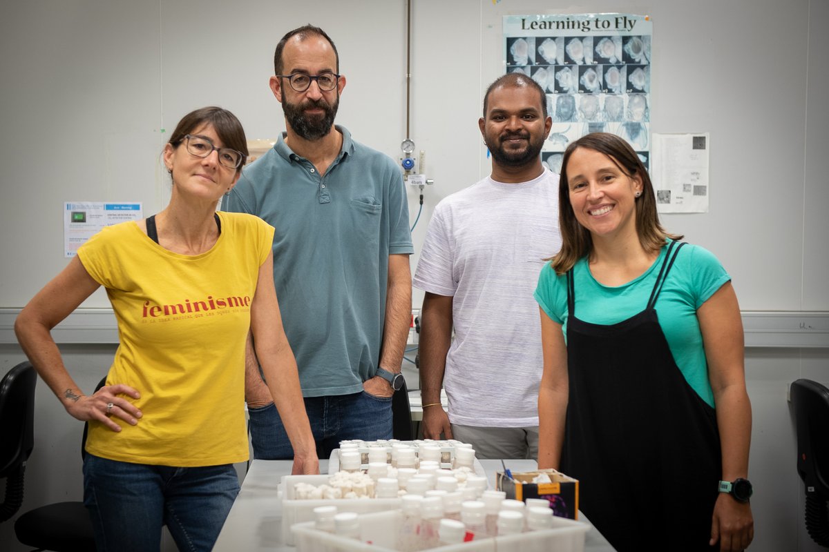 #PCBCommunity | Scientists from @IRBBarcelona, led by #ICREA researcher @MarcoMilanIRB, have revealed how #chromosomalinstability in #cancercells causes #DNAdamage and promotes invasiveness 
📝@CurrentBiology

▶️bit.ly/3ZspUzM

#IRBBarcelonaScience