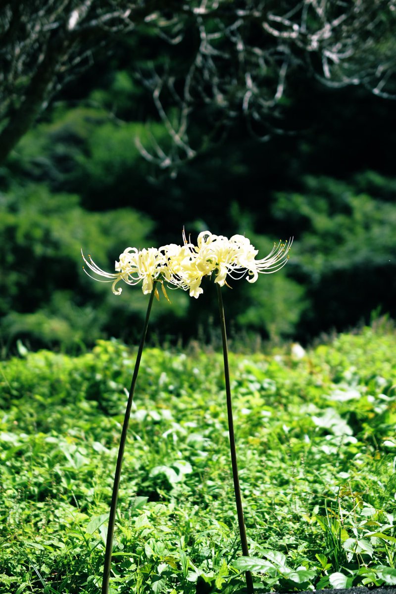 phottoaki's tweet photo. 白に出会えました

#写真が好きな人と繋がりたい https://t.co/rmSBXYTOaH
