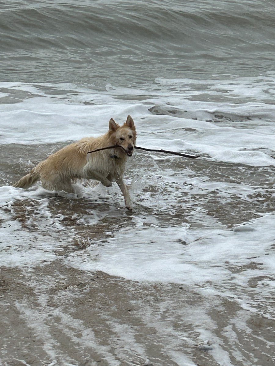 FreyaSm49070601's tweet photo. Is anudder ace day fwends #Happiness #gsd #water #stick #fogsoftwitter #dogsofx https://t.co/tDO2UdOl7p