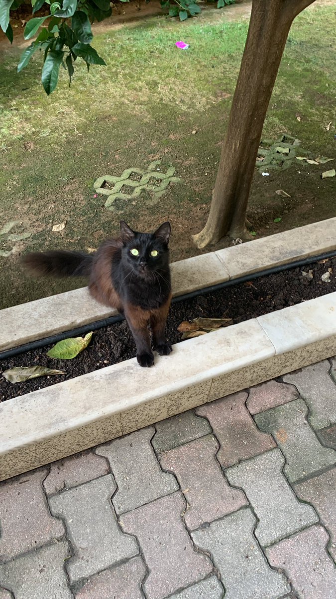 futursuzftrst's tweet photo. Bebelerin anası da bu kraliçe. Ben bu denli estetik ve simetrik bir kedi görmedim uzun zamandır. https://t.co/ZoTArFewtI
