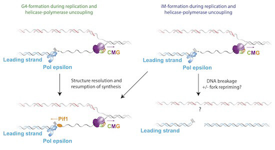 embojournal's tweet photo. How do physiological DNA secondary structures affect genome stability?
In vitro reconstitution by @CosterLab @ICR_London shows physiological #G4 or iM #quadruplex formed during #replication stall eukaryotic #replisome by inhibiting leading strand synthesis
https://t.co/f5khlGObR8 https://t.co/wfamhJBBeh