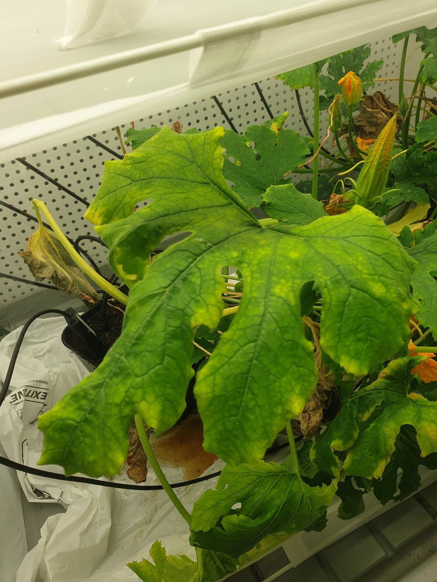 With its quarantine lab, LIST can work on plant pathogens, transmitted by insect vectors like the #BemisiaTabaci, that are still not present in 🇱🇺 or other central European countries. But with #climatechange, these pathosystems are spreading and expanding their geographic spread: