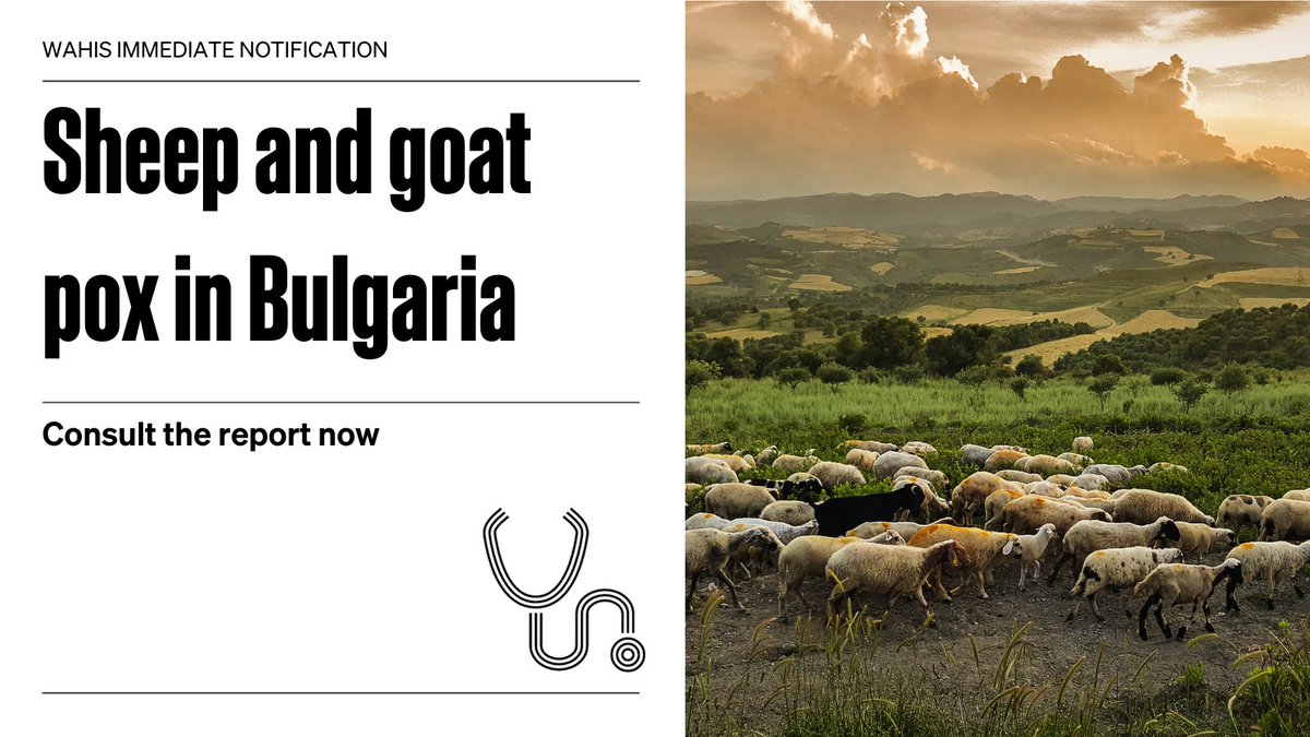 #Bulgaria reported its first outbreak of sheep pox and goat pox since 2013 in a zone (via #WAHIS). 225 sheep were killed and disposed of as a result of the outbreak. Consult the full report: wahis.woah.org/#/in-review/52…