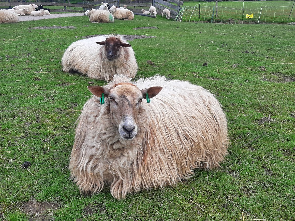 Heel naar, de virusziekte blauwtong heeft ook toegeslagen bij de kinderboerderij in de Merenwijk. Er zijn al meerdere schapen ziek (geweest) en helaas is één schaap is overleden. Als een schaap ziek wordt heeft hij/zij veel verzorging en vertroeteling nodig. 1/3