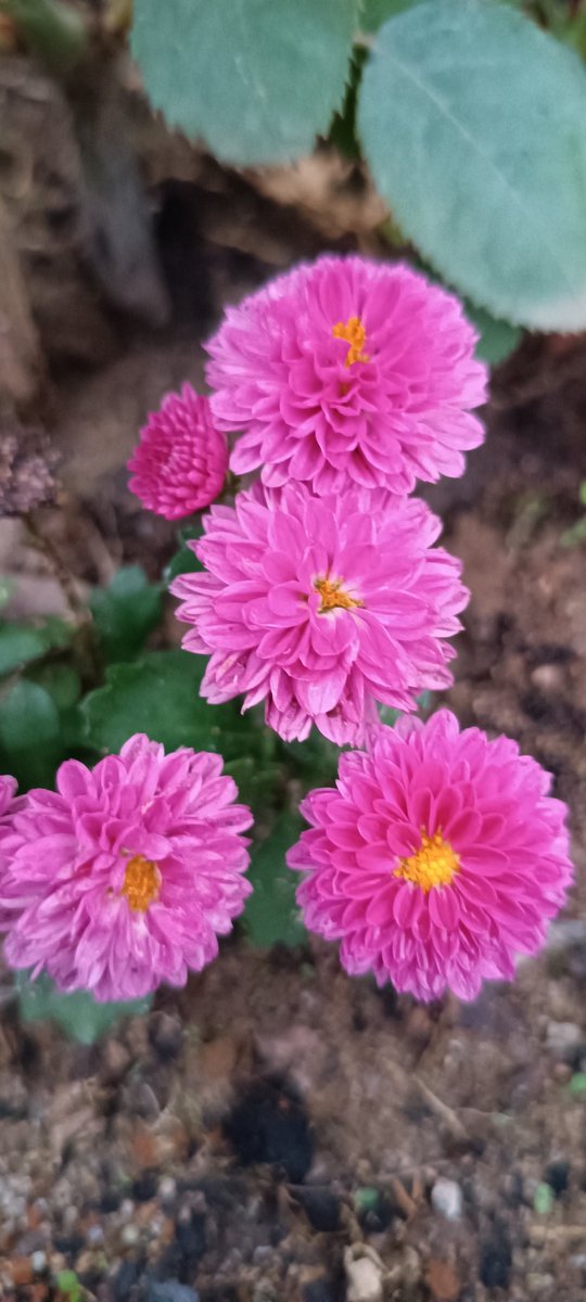 Bom dia 🌸
#pink #pinklover #Barbie #lovemygarden #Flowers #NaturePhotography #nature #GardeningX