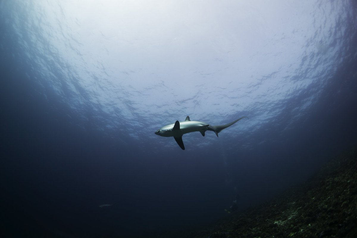 gonzo_araujo's tweet photo. Anyone working with Alopias vulpinus that might have/have access to some samples? Let me know!
#sharkscience #genomics #commonthreshershark #sharksnearme
📷 A. pelagicus in the Philippines - for good measure 😆 https://t.co/kEYmZLg818