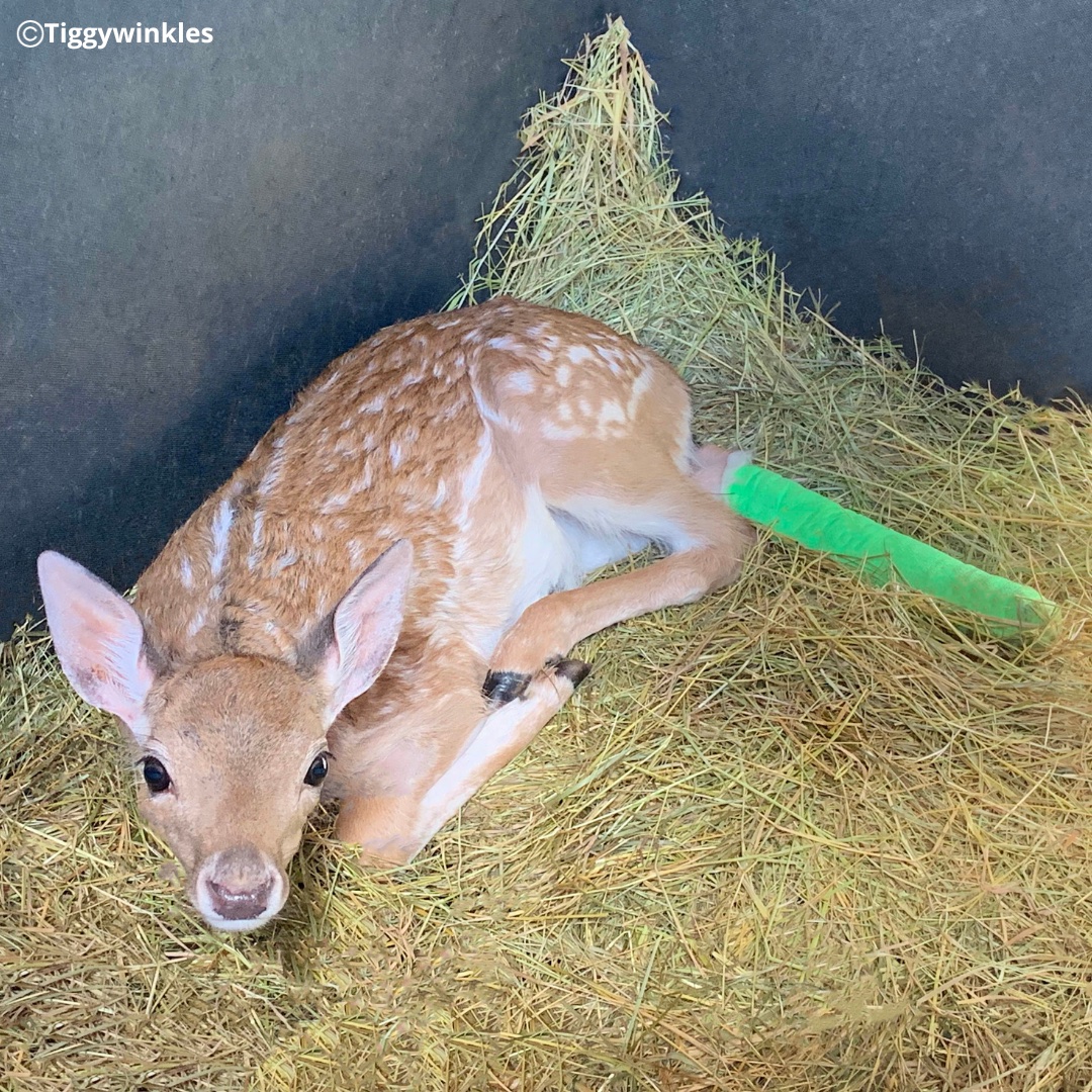 When the nights start to get darker, we see a significant rise in the number of deer brought in due to road traffic accidents. Deer are crepuscular animals, meaning they are active primarily at dawn & dusk. Please be extra careful driving at these times & reduce your speed.