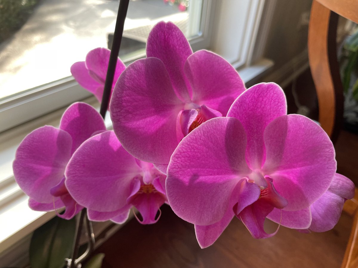 “Where flowers bloom so does hope.” ~ Lady Bird Johnson 
#mindfulmonday #mondaymotivation #optimisticoctober