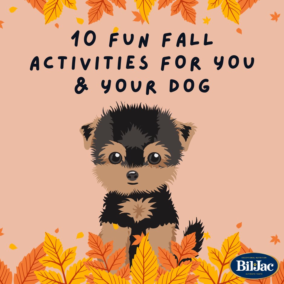 Barktober is here, which means fall is in full swing! Here are 10 fun activities you can do with your furry friends to make this the most memorable autumn yet! bit.ly/3KWBr4b
