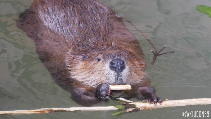 1ヶ月に1回ビバ補給、先月分の写真載せます あまりにもかわいい…ビーバー…